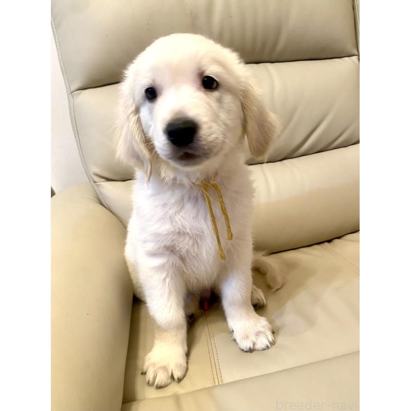 販売中の東京都のゴールデンレトリーバー-440373の10枚目