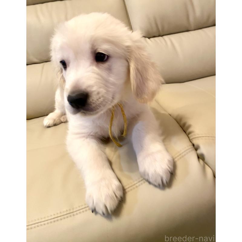 販売中の東京都のゴールデンレトリーバー-440373の9枚目