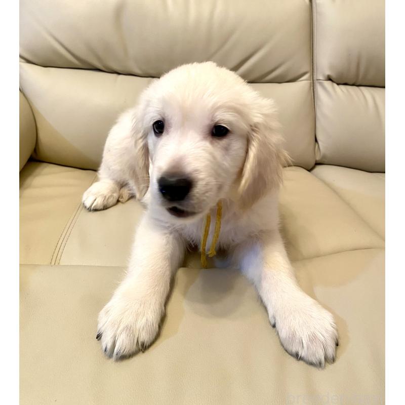 販売中の東京都のゴールデンレトリーバー-440373の8枚目