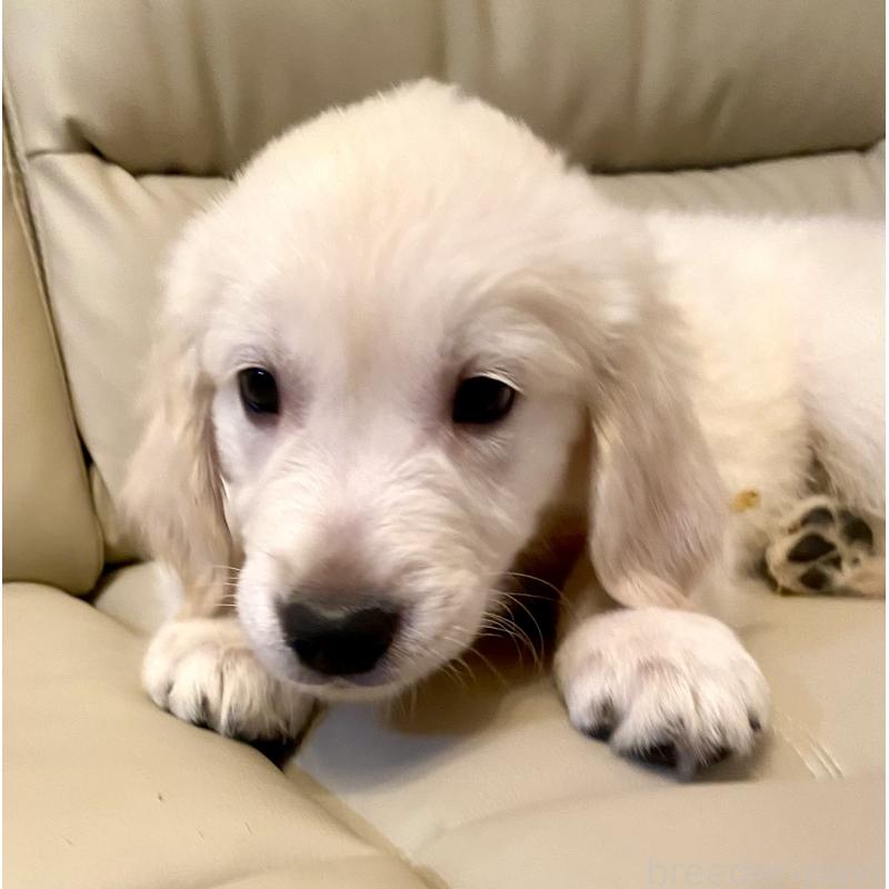 販売中の東京都のゴールデンレトリーバー-440373の7枚目