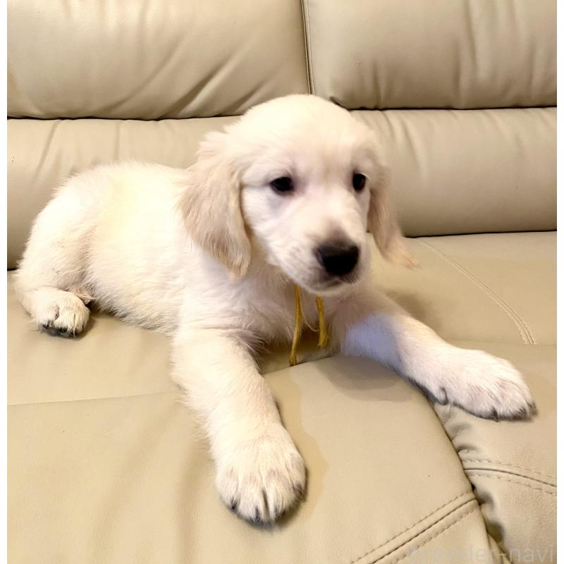 販売中の東京都のゴールデンレトリーバー-440373