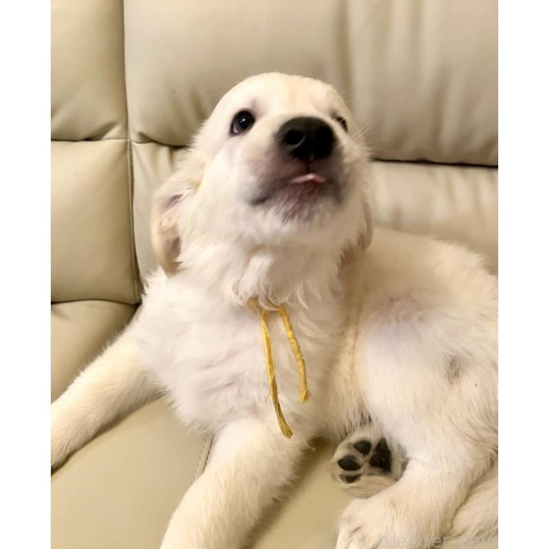 販売中の東京都のゴールデンレトリーバー-440373の5枚目