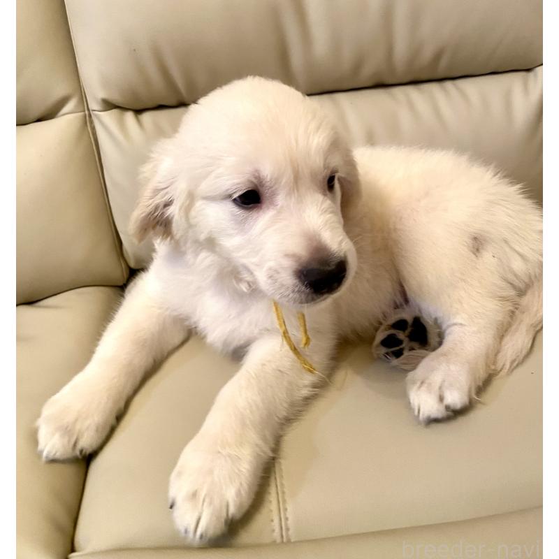 販売中の東京都のゴールデンレトリーバー-440373の4枚目