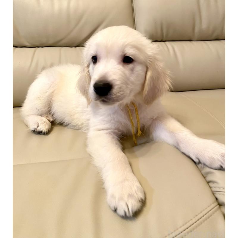 販売中の東京都のゴールデンレトリーバー-440373の3枚目