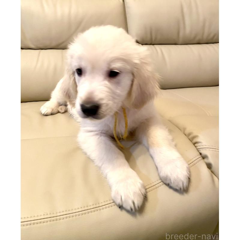 販売中の東京都のゴールデンレトリーバー-440373の2枚目