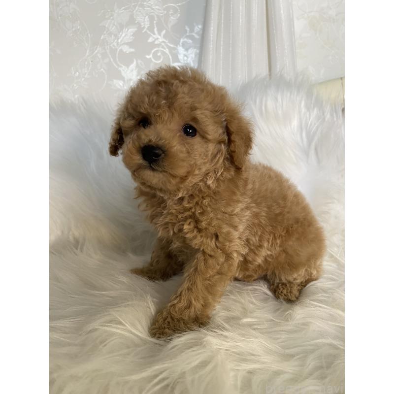 販売中の熊本県のタイニープードル-449148の6枚目