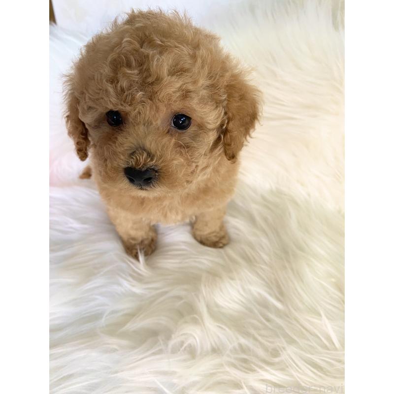 販売中の熊本県のタイニープードル-449148の5枚目