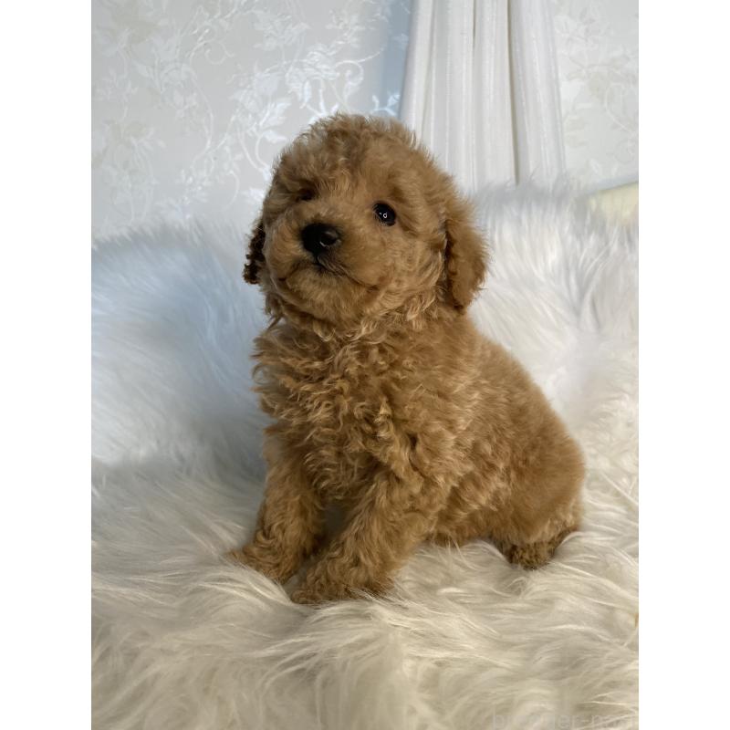 販売中の熊本県のタイニープードル-449148の4枚目