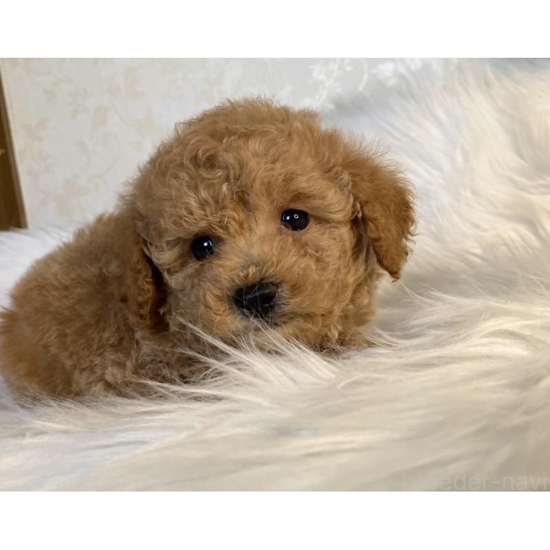 販売中の熊本県のタイニープードル-449148の3枚目