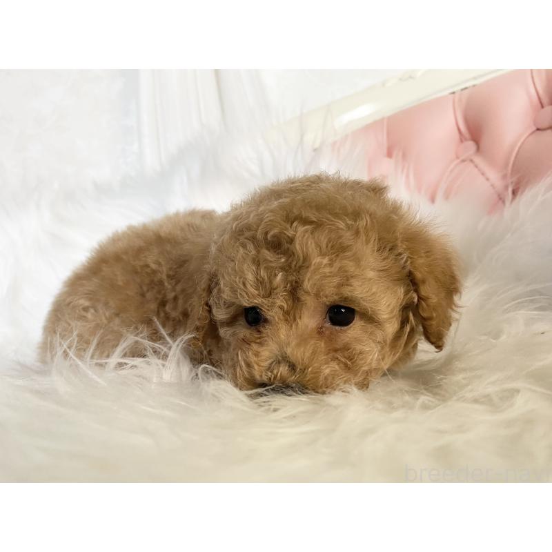 販売中の熊本県のタイニープードル-449148の2枚目