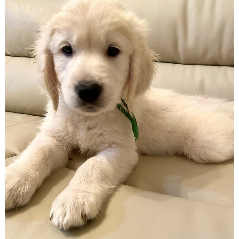 販売中の東京都のゴールデンレトリーバー-440376の12枚目