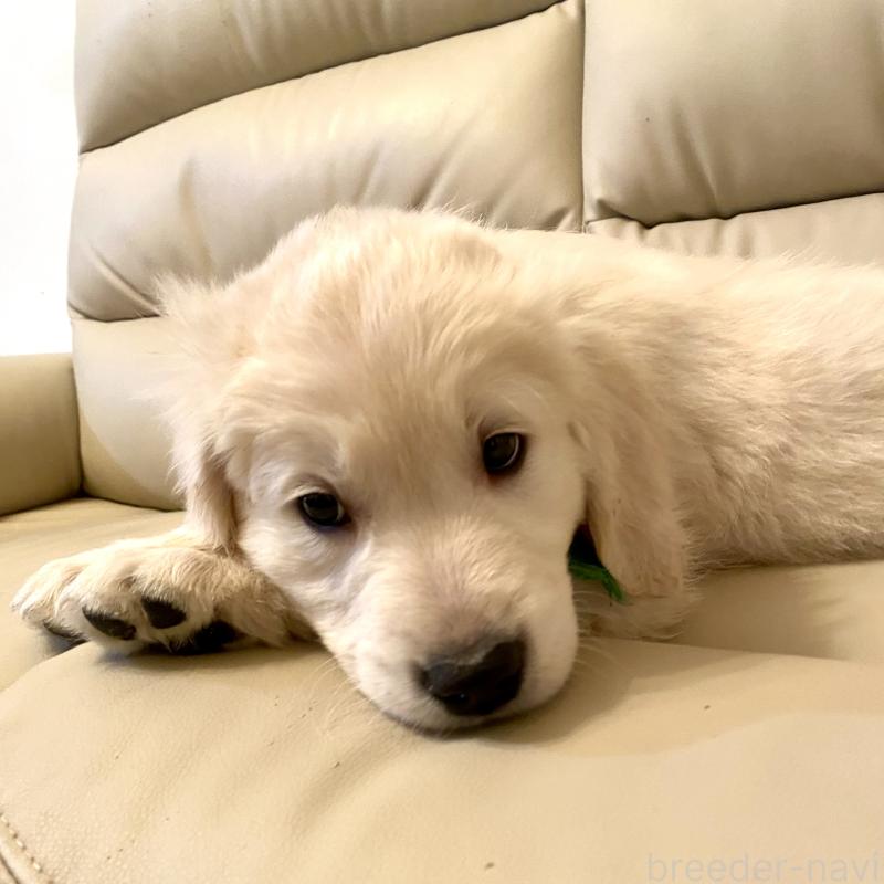 販売中の東京都のゴールデンレトリーバー-440376の11枚目