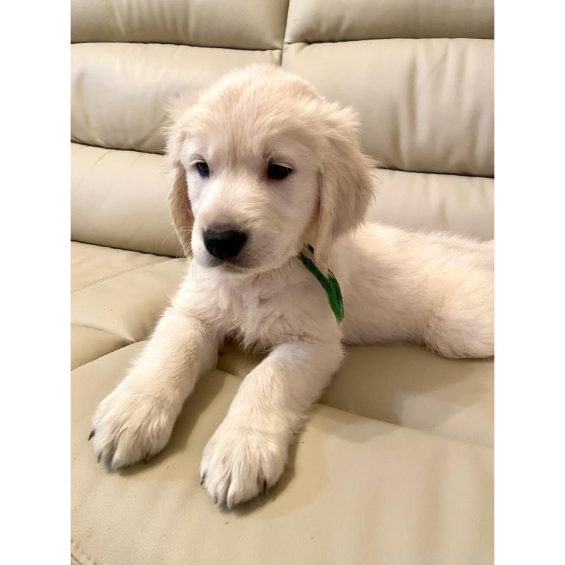 販売中の東京都のゴールデンレトリーバー-440376の10枚目