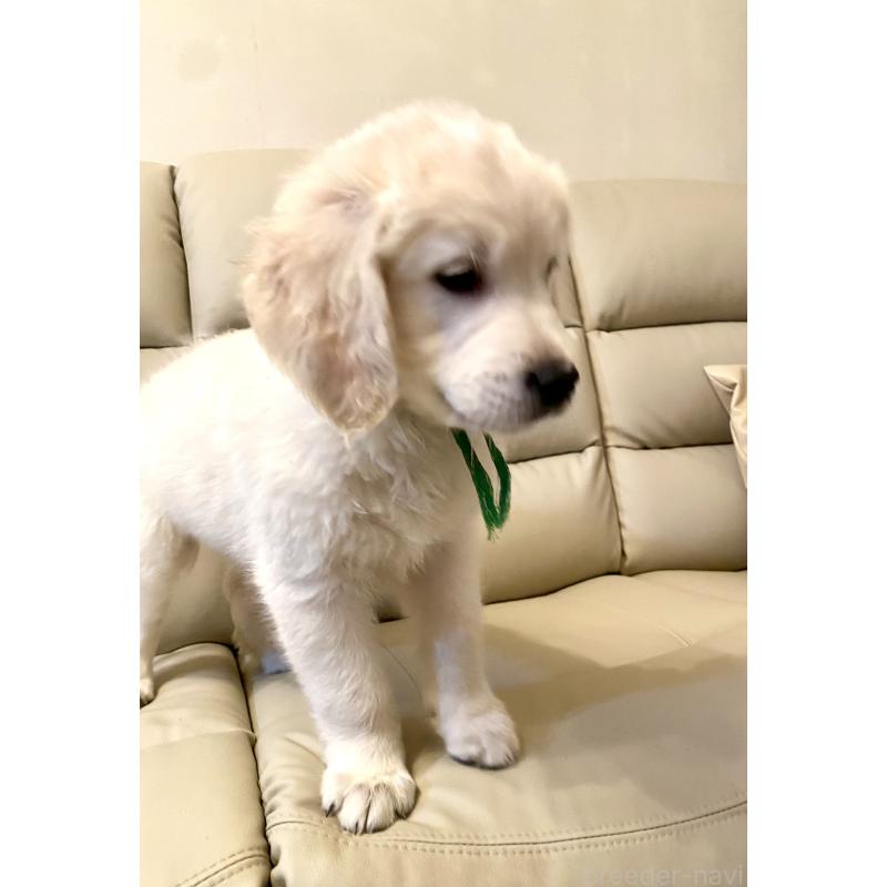 販売中の東京都のゴールデンレトリーバー-440376の9枚目