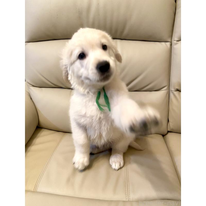 販売中の東京都のゴールデンレトリーバー-440376の8枚目