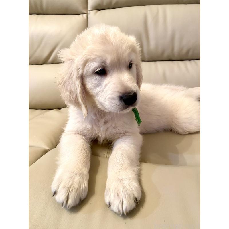 販売中の東京都のゴールデンレトリーバー-440376の7枚目