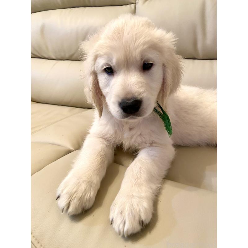 販売中の東京都のゴールデンレトリーバー-440376