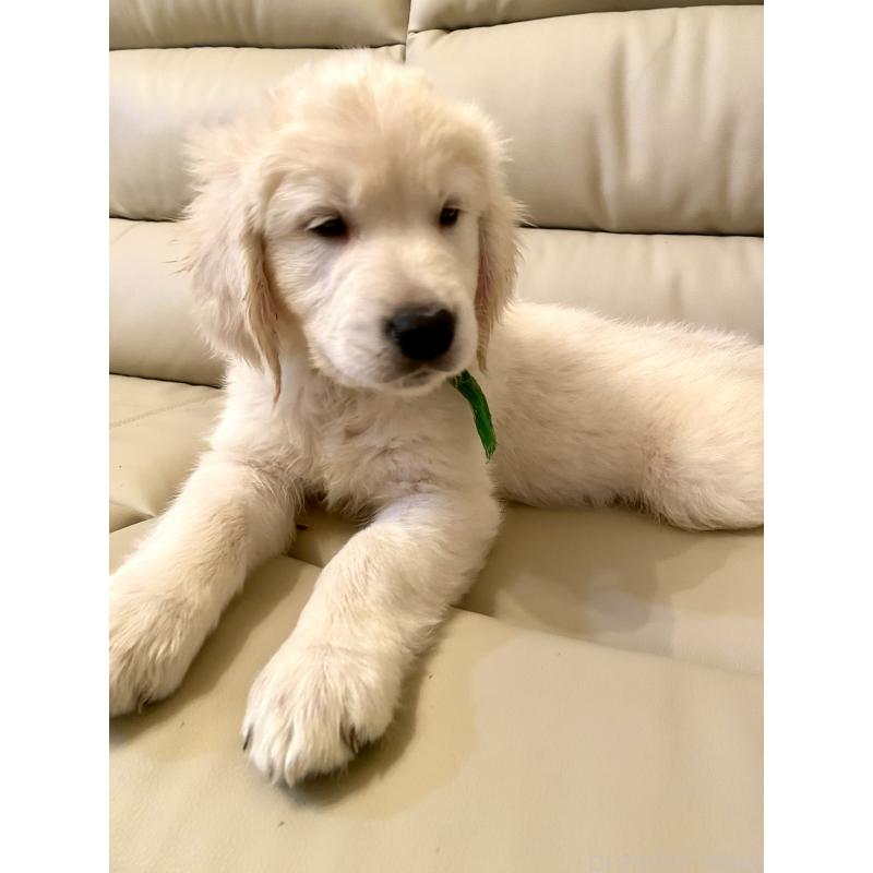 販売中の東京都のゴールデンレトリーバー-440376の6枚目