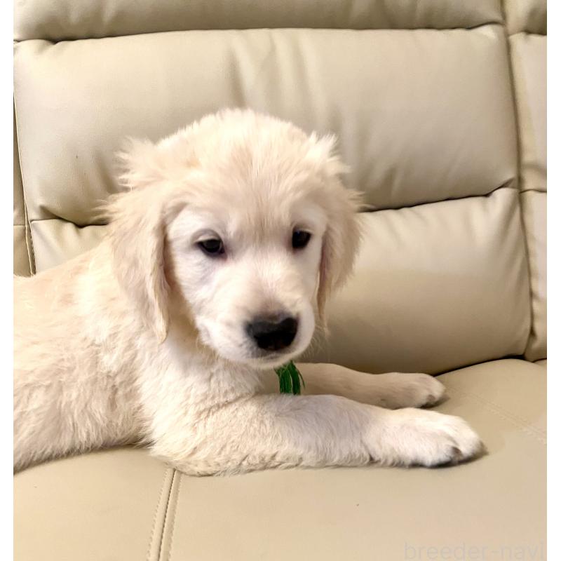 販売中の東京都のゴールデンレトリーバー-440376の5枚目