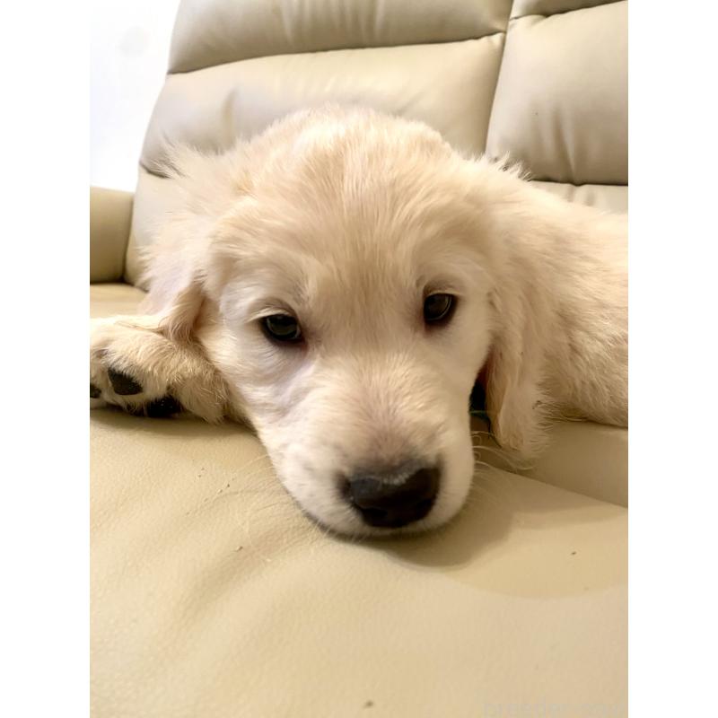 販売中の東京都のゴールデンレトリーバー-440376の3枚目