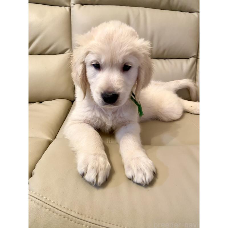 販売中の東京都のゴールデンレトリーバー-440376の2枚目