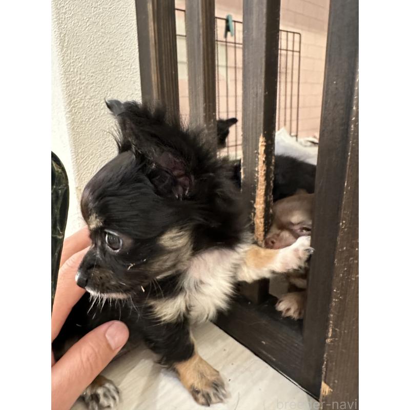 販売中の山形県のチワワ(ロングコート)-438615の4枚目