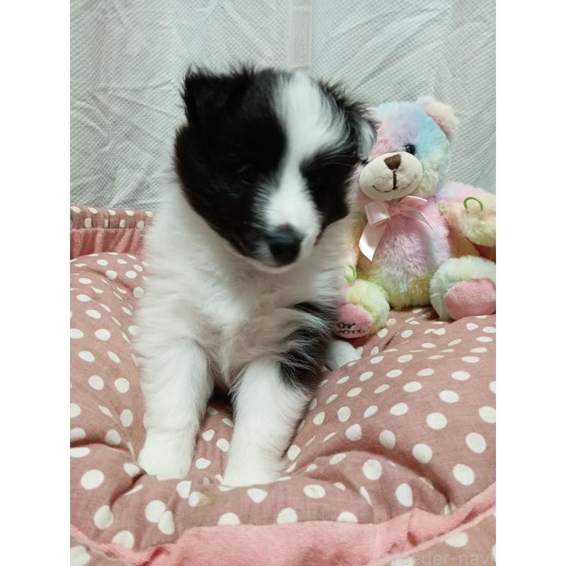 販売中の神奈川県のシェットランドシープドッグ(シェルティ)-449142の7枚目