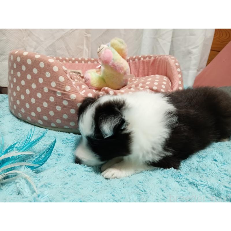 販売中の神奈川県のシェットランドシープドッグ(シェルティ)-449142の6枚目