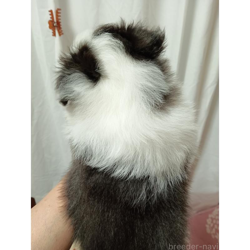 販売中の神奈川県のシェットランドシープドッグ(シェルティ)-449142の5枚目