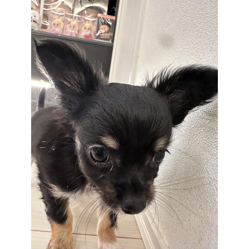 販売中の山形県のチワワ(ロングコート)-438615の3枚目