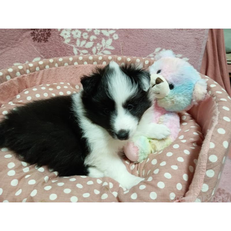 販売中の神奈川県のシェットランドシープドッグ(シェルティ)-449142の4枚目