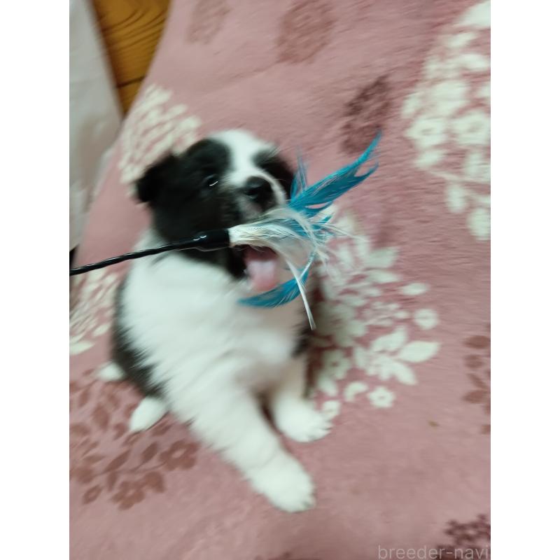 販売中の神奈川県のシェットランドシープドッグ(シェルティ)-449142の2枚目