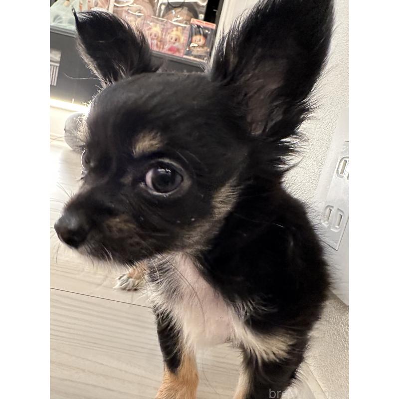 販売中の山形県のチワワ(ロングコート)-438615の2枚目