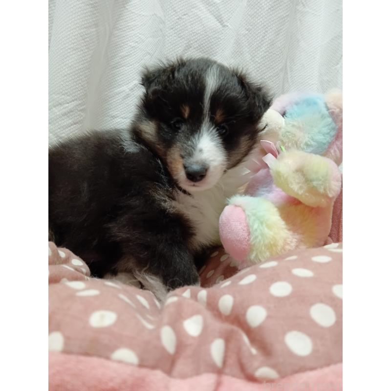 販売中の神奈川県のシェットランドシープドッグ(シェルティ)-449144の6枚目