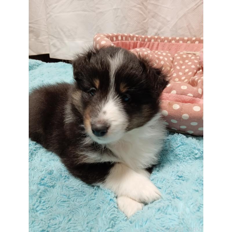 販売中の神奈川県のシェットランドシープドッグ(シェルティ)-449144の5枚目