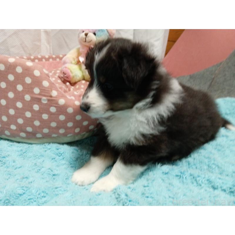 販売中の神奈川県のシェットランドシープドッグ(シェルティ)-449144の3枚目