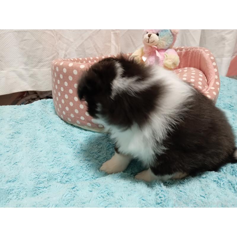 販売中の神奈川県のシェットランドシープドッグ(シェルティ)-449144の2枚目