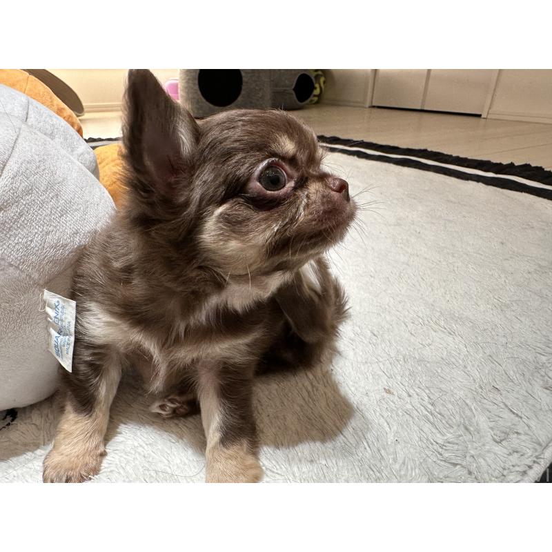 販売中の山形県のチワワ(ロングコート)-449145の6枚目