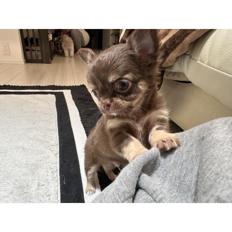 販売中の山形県のチワワ(ロングコート)-449145の5枚目