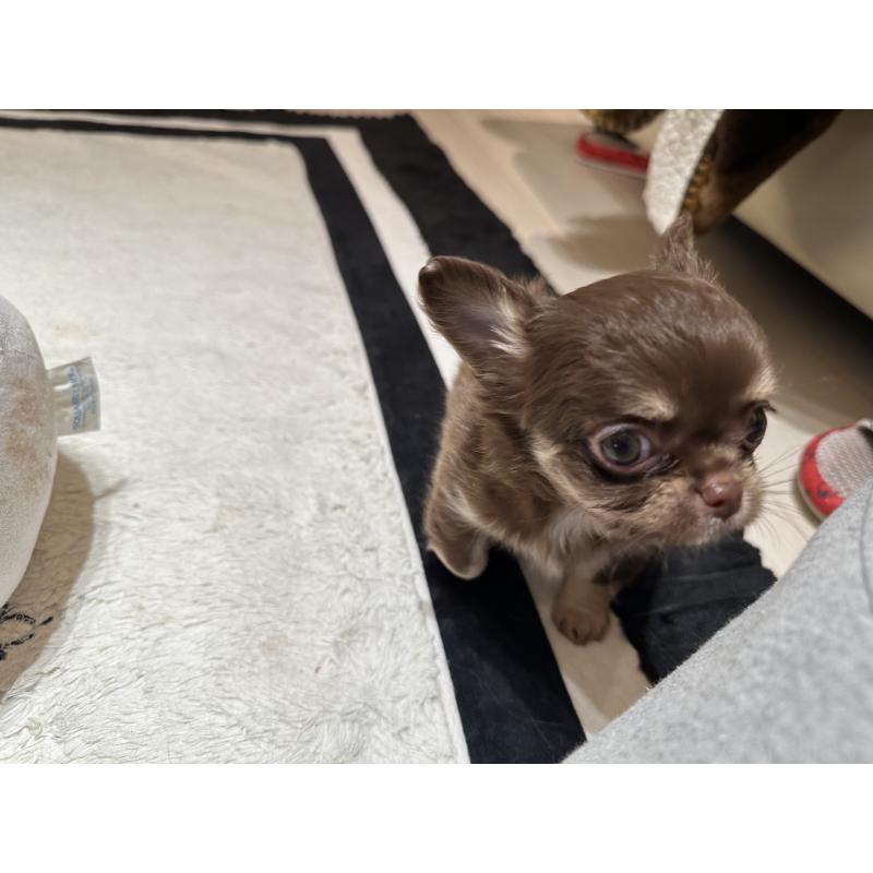 販売中の山形県のチワワ(ロングコート)-449145の3枚目