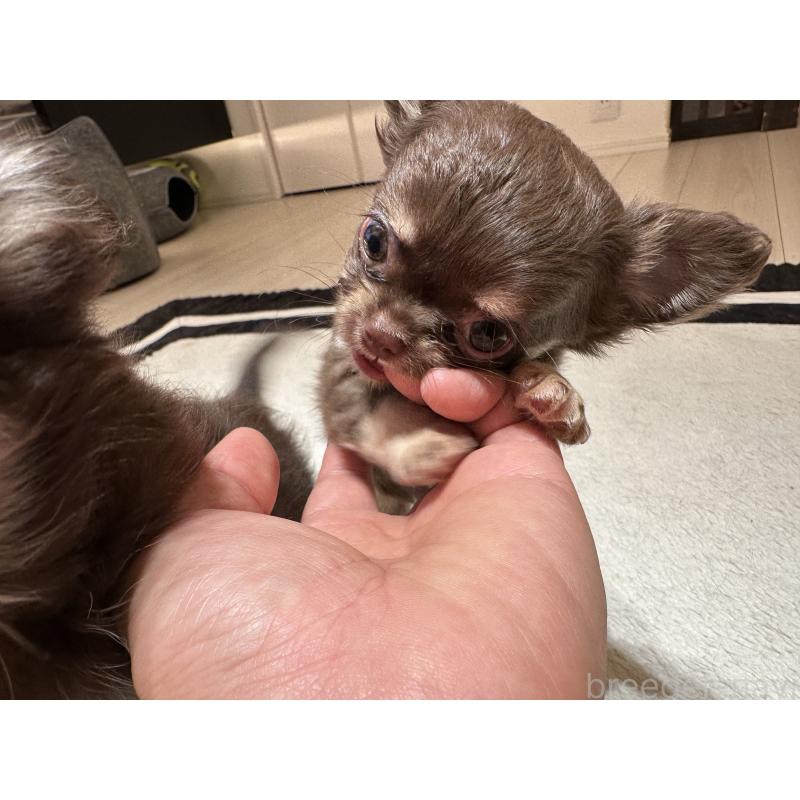 販売中の山形県のチワワ(ロングコート)-449145の2枚目