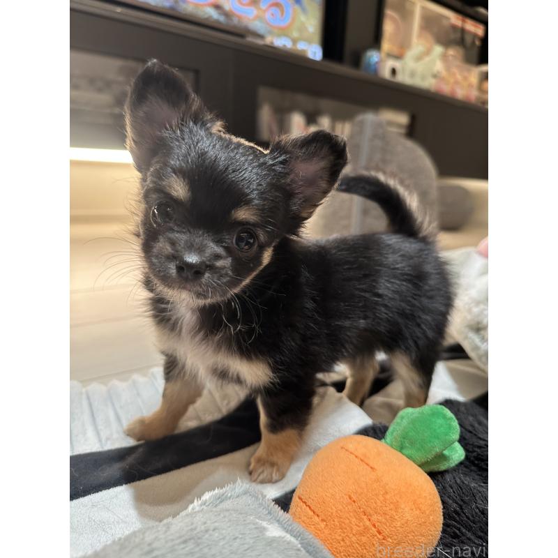 販売中の山形県のチワワ(ロングコート)-449146の5枚目