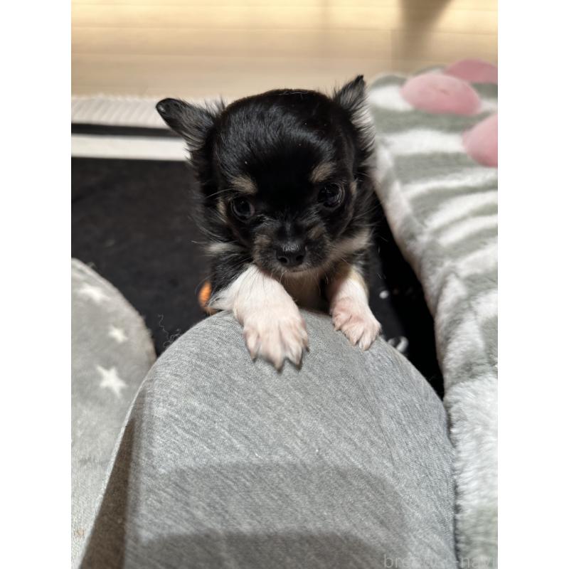 販売中の山形県のチワワ(ロングコート)-449146の2枚目