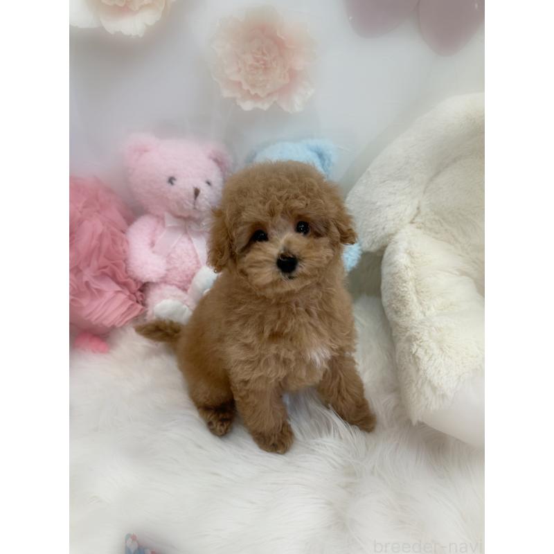 販売中の香川県のトイプードル-449147の5枚目