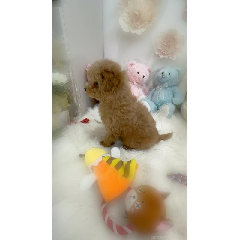 販売中の香川県のトイプードル-449147の4枚目