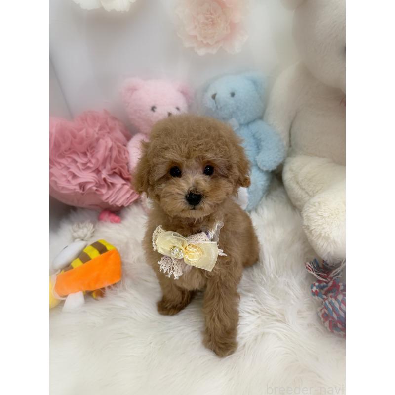 販売中の香川県のトイプードル-449147の2枚目