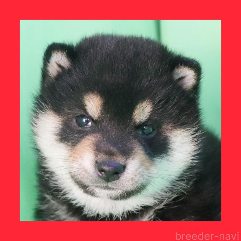 販売中の愛知県の柴犬-449166の1枚目