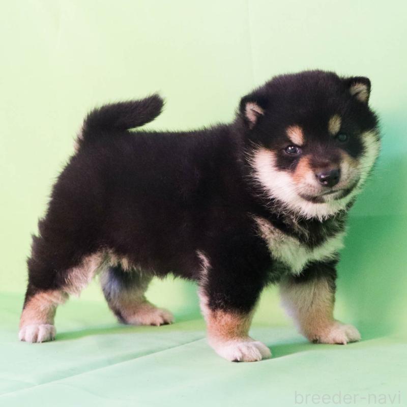 販売中の愛知県の柴犬-449166の3枚目