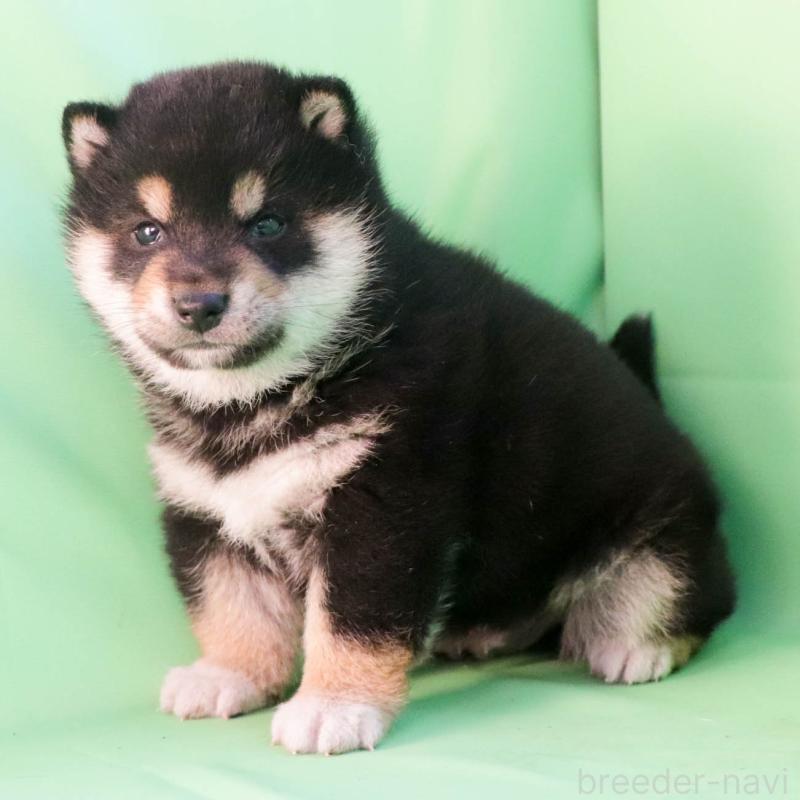 販売中の愛知県の柴犬-449166の2枚目