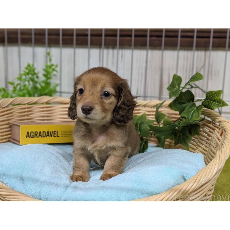 販売中の鹿児島県のカニンヘンダックスフンド(ロングヘアード)-449152の3枚目